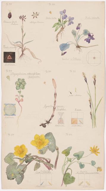 a vertical piece of paper with a watercolor rendering of a variety of flowers accompanied by esoteric geometric shapes