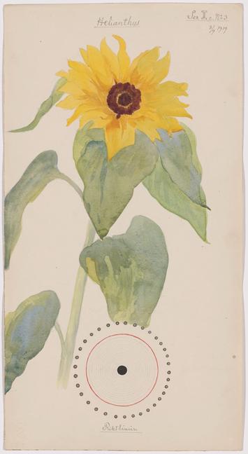 a vertical piece of paper with a watercolor rendering of a sunflower accompanied by esoteric geometric shapes