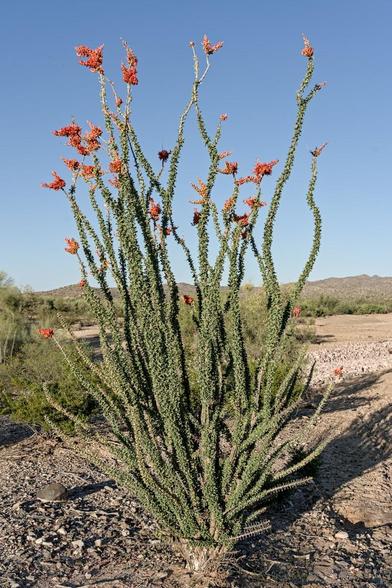 A color portrait photo of a tall plant, about seven feet tall, with multiple branches sprouting from a central point on the ground. Each branch raises vertically toward the clear blue sky, but does so with numerous twists. The branches are covered in small green leafs. On the end of each branch is a conical shaped cluster of small red flowers.