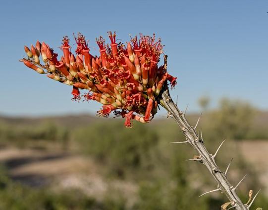 A color landscape photo of a conical shaped cluster of small red tubular flowers. The base of each small flower in the cluster is a light yellow color. The flower cluster is set against a clear blue sky.
