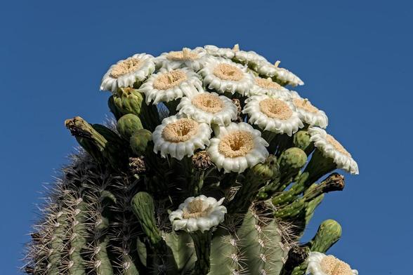A color landscape photo of a cluster of white flowers with light yellow centers. There are about fifteen two inch wide multiple petal flowers on the end of a spiny cactus trunk. The sky is a bright blue.