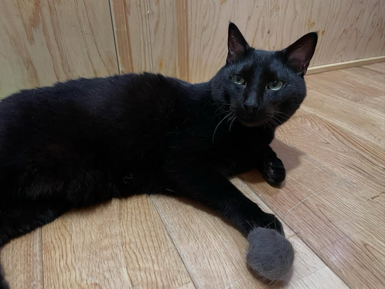An image of black cats