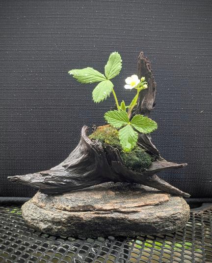 A wild strawberry plant, growing in a gnarled piece of wood, with green moss. The plant has sent up a flower spike, and one of the white flowers is open.