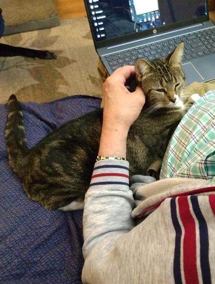 Pax, our little tabby cat with white markings, is being cuddled by her CatDad.  CatDad has an open laptop on his lap while Pax sits next to him with her head resting on his chest.  Pax looks sleepy and content as she is being petted.