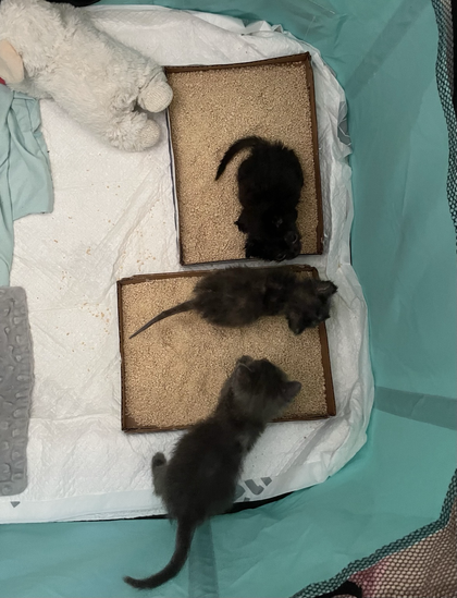 Three small kittens checking out the fresh litter boxes. At the top is a black kitten, 360g. In the middle the tortie kitten, 325g. At the bottom the grey kitten, 460g. All 5 weeks old today