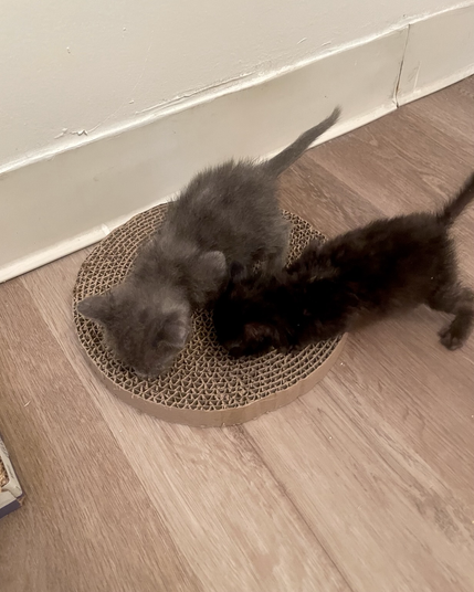 A grey kitten and a black kitten explore a scratch pad