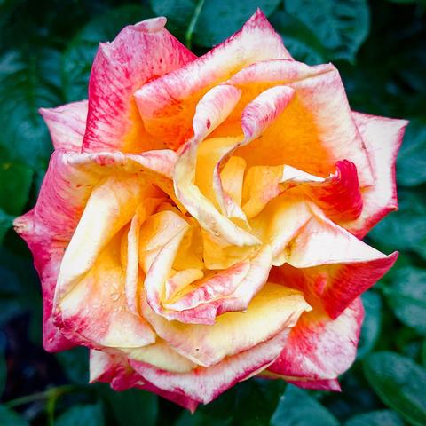 A bright pink and yellow Rosa Dream Come True rose blooms vividly against a dark-green-leaved backdrop.