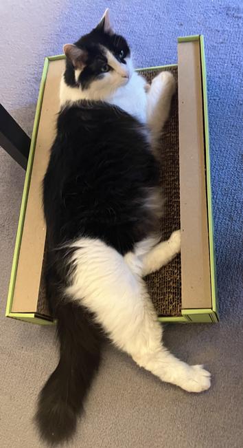 A medium-hair tuxedo cat, stretched out in his new scratch lounge: a scratcher pad with raised sides which can also be scratched.