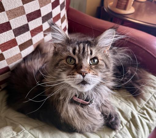 A very fluffy tabby stares int the camera with green eyes, giant whiskers, and perked, tufted ears.