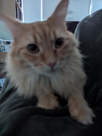 a somewhat blurry photo of a fluffy orange cat lying on the bed