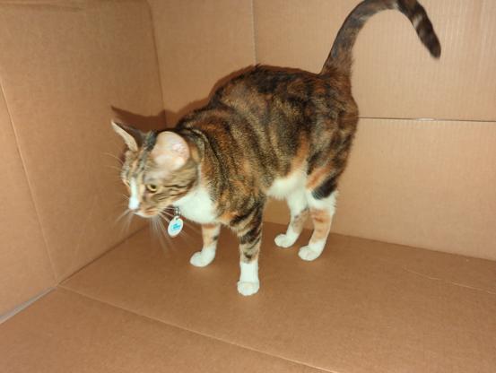 My cat, overwhelmed by cardboard.