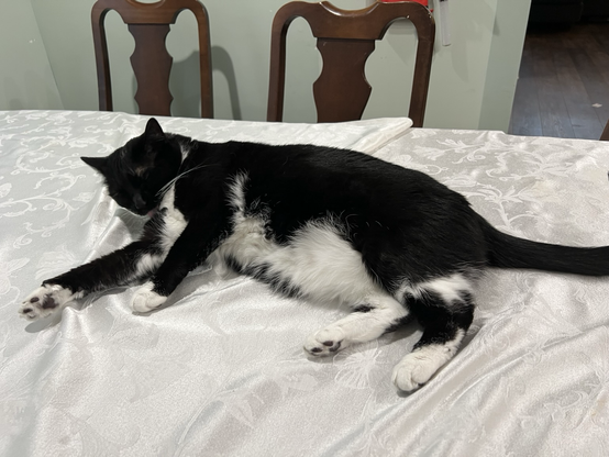 Black and white cat sprawled on a white table cloth.