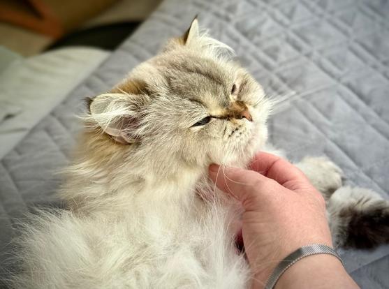 A fluffy white cat enjoying sitting next to a lady whose hand is softly scratching and massaging her chin.