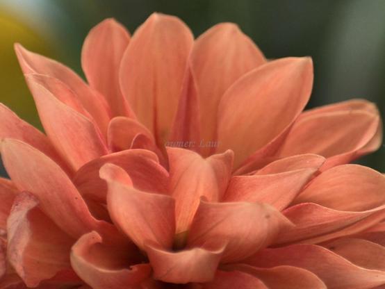 Flower, closeup, color, photo