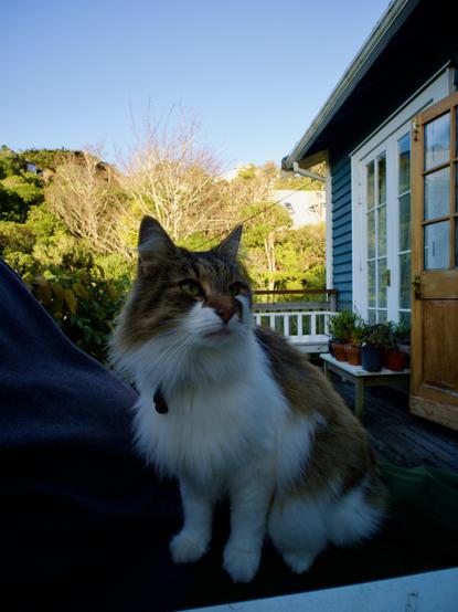 A calico cat sits on a outstretched legs on a garden bench outside on a wooden deck as the sun fades at dusk in the distance. The cat looks off to her right, sensing the neighbours dog.