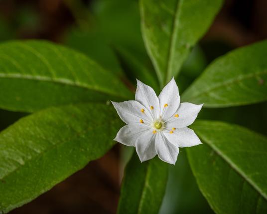 A detailed macro photograph of a single Starflower bloom, with its green leaves in the background.