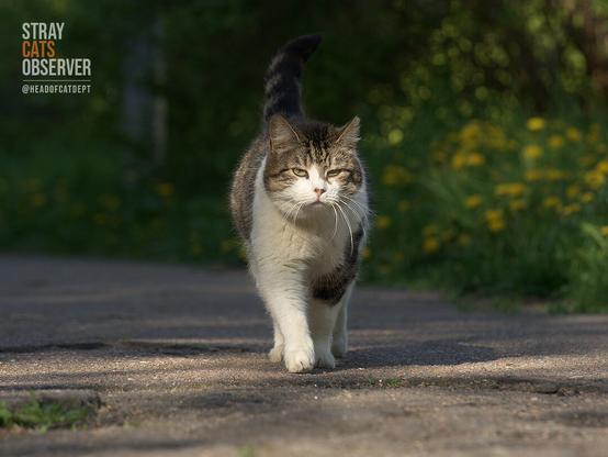 A tabby and white cat is approaching us