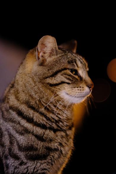 Portrait photo of a tabby cat. The cat is seen in profile. Behind the cat is a dark background. The cat looks relaxed.