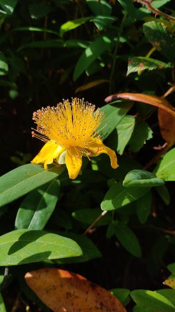 Photo d'une fleur de millepertuis, aux pétales tombants et fins, et aux longs pistils formant une petite touffe