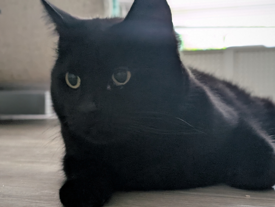A slightly pixelated picture of a black cat that is lying on the ground, pictured from his front. He obviously is trying to ignore me and the camera, looking to the left. Behind him, some furniture and a bright window, so bright that it causes a slight glare on the lens (and that light condition is probably why the image isn't sharp)