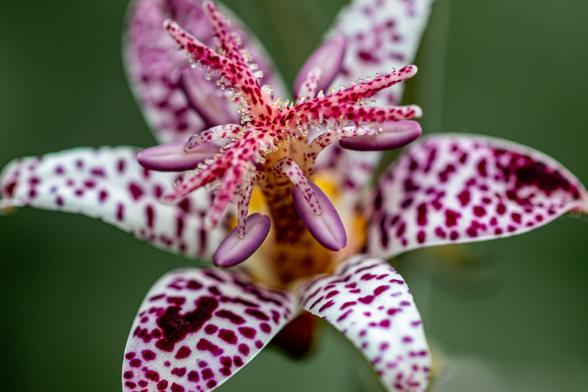 The front of a (in reality small) flower fills the entire photo. It looks like an orchid, with 6 white petals, pink and dark red dotted. In the middle a long pistil that splits at the end into 3 parts each in the shape of a Y. These are also white and dark red dotted. Along the edges are tiny little balls. The six stamens with lilac anthers are a little lower in a whorl around the pistil. The background is vague and green.