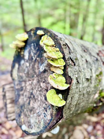 Photo closeup of white mushrooms growing on the flat end of a tree that had been cut down. The mushrooms have a slight green tint from the moss growing on them.  Blurred image of green forest in background.