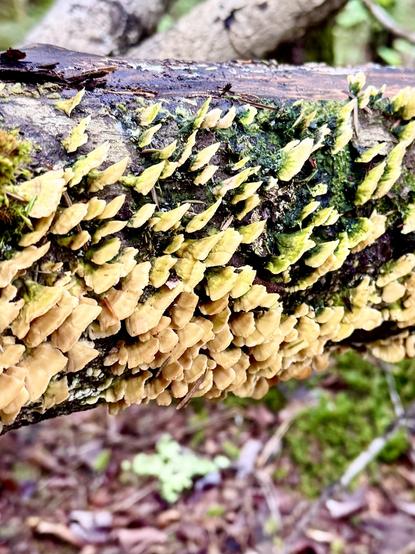 Photo closeup of yellow mushrooms growing on a fallen tree. Green moss growing between the mushrooms.  Blurred image of brown leaves on ground in the background.