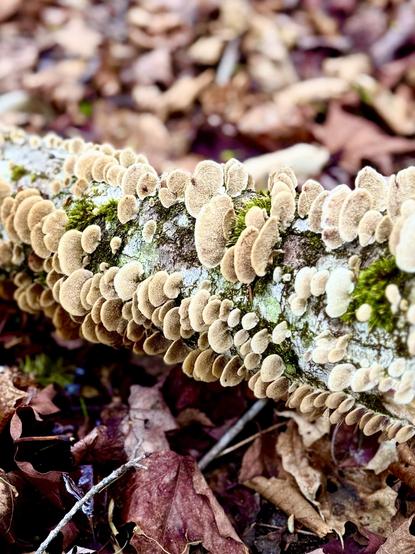 Photo closeup of tan mushrooms growing out of a fallen tree.  Green most and lichen growing between the mushrooms.  Blurred image of brown leaves on ground in background.