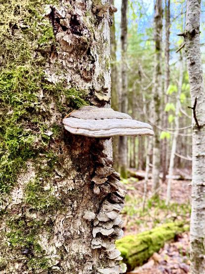 Photo closeup of off-white mushroom growing straight out from dead tree that is still standing.  Green moss is growing on the bark of the tree.  Blurred image of forest in background.