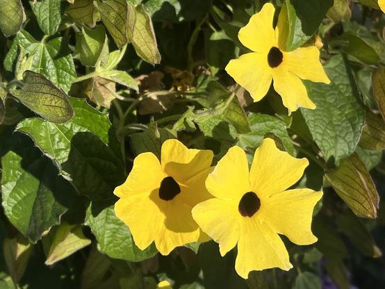 three five-petaled yellow flowers with striking black centers surrounded by deep green leaves. the petals are wide and the face of the flower is flat until the ends of the petals, which curl backward.