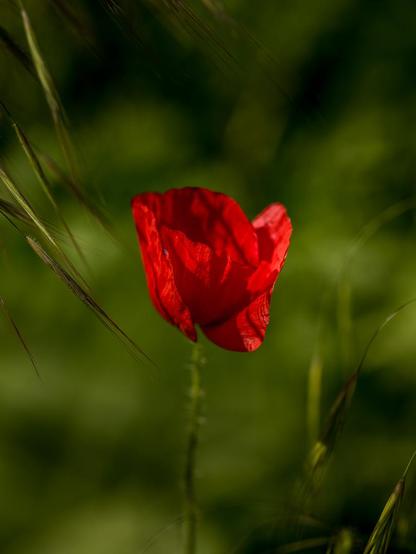 Hochformat. Roter Klatschmohn umgeben von Gras. Hintergrund unscharf, warmes Nachmittagslicht.