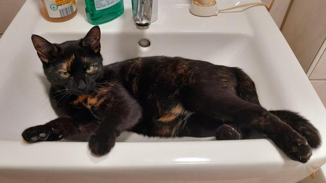 Harley Quinn, an almost black tortoiseshell with cinnamon and cream splotches, reclines suggestively in the bathroom sink.