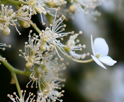 Close-up van een bloeiende hedera met witte bloemetjes (struik)