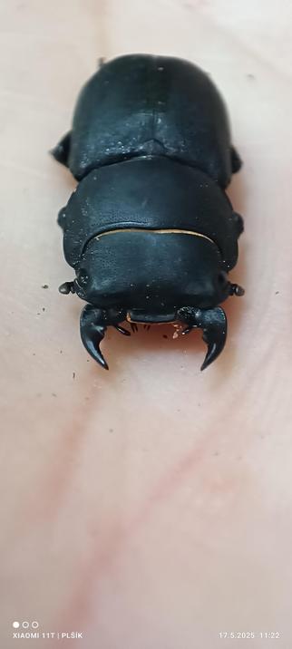 A dark blue-grey beetle, with a massive head and body resembling armour. The beetle has two massive sharp pincers.
The legs of the beetle are retracted under the body and are hardly visible. The beetle is photographed at high magnification on a pink human palm.