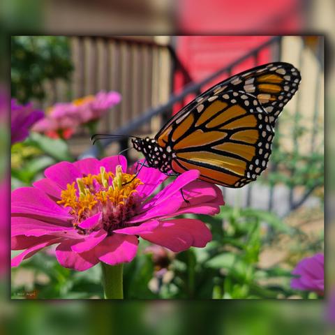 The image shows a monarch butterfly perched on a bright pink flower. The background is slightly blurred, highlighting the vibrant colors of the butterfly and the flower.