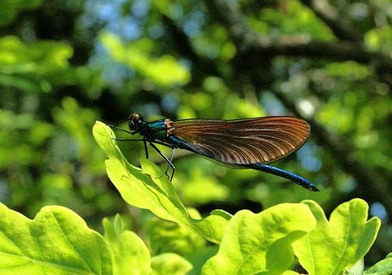 A blue damselfly, with folded wings, sits on a sprig of oak leaves.