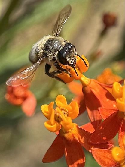 Perfect landing.
A bee genus Megachile (if I am not mistaken) lands on a flower Asclepias curassavica.