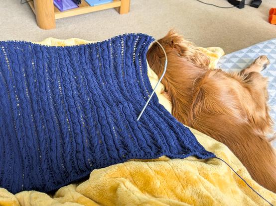 A large rectangle of knitting in dark blue yarn, with alternating vertical stripes of lace and cable pattern. It's lying on top of a golden yellow fleecy blanket, which I am currently wrapped in. To the right is a long streak of coppery brown fluff that is actually a spaniel sleeping tucked in at my side.