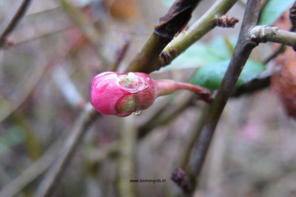 Photo of treespecies Chaenomeles japonica : Category is knop-bud-knospe-bouton-capullo