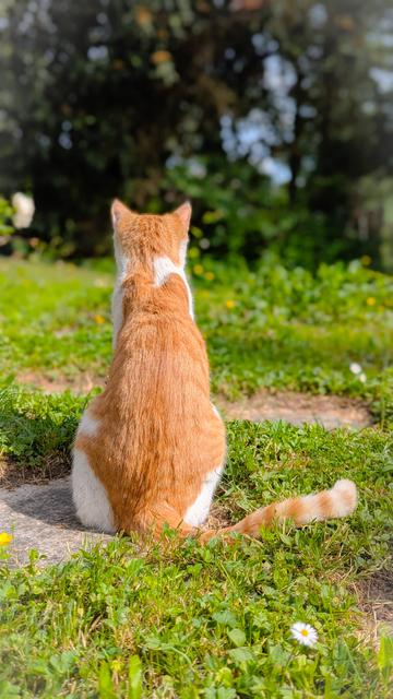 Das Bild zeigt eine Katze von hinten, die auf einem grasbewachsenen Weg sitzt. Ihr Fell ist orange-weiß gemustert, mit einem vorherrschenden orangenen Rücken und einigen weißen Flecken. Ihr Schwanz hat ebenfalls eine orange-weiße Streifenzeichnung. Die Umgebung wirkt ruhig und natürlich, mit einer unscharfen grünen Landschaft aus Bäumen und Sträuchern im Hintergrund.
