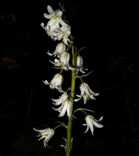 Image shows a white bell plant against a dark background of the woods
Huge contrast between black and white