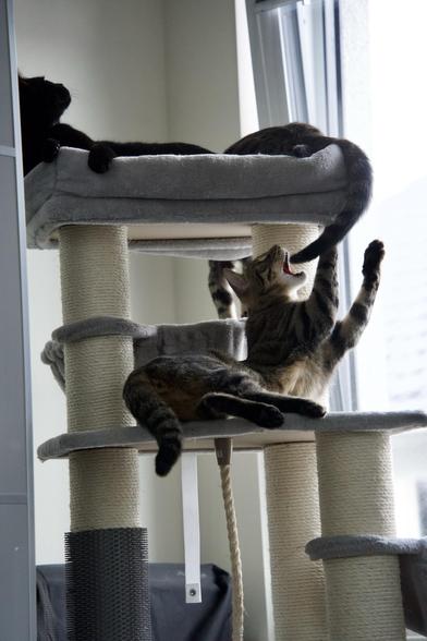 A photo of three cats on a scratching post. In the top left, Neo, a black cat is relaxedly lounging around on the cat bed. Next to him on the right, we see the back end of Ernie, a tabby cat, with his front legs hanging off the cat bed on the far side while his tail hangs over the front side. Right below him, wie see Mini, another tabby, currently transfixed by Ernie’s tail, truing to catch it and just about to bit it.