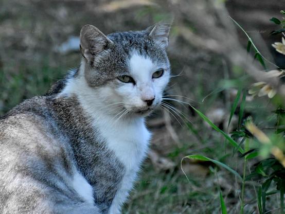 Cat, closeup, color, photo