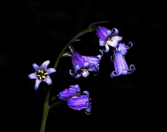 Image shows a lovely bluebell plant in full bloom slightly hiding in the shade with the dark forest behind