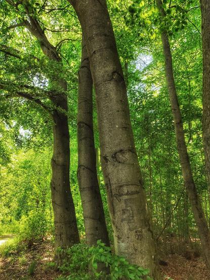Drei Baumstämme in einem Kurpark in Oberfranken. Rundherum grüne Landschaft.