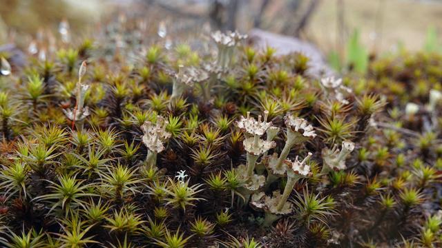 The photo shows light beige-grey lichen podetia growing scattered in a field of hair cap moss on a rock.
The podetia have the shape of upright trumpets that grow on top of each other in several tiers.