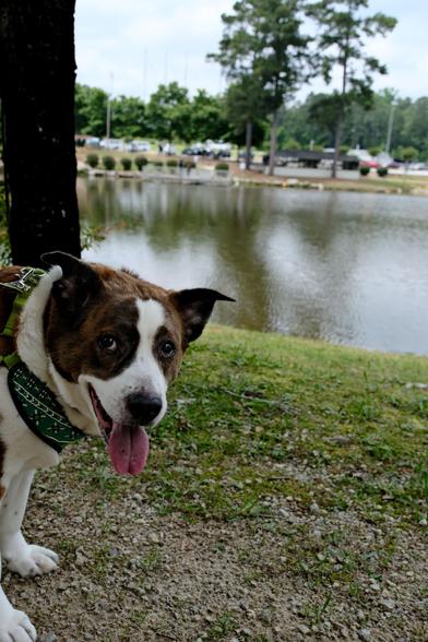 A white and brown dog standing by a pond in a park, with his tongue hanging out from the heat