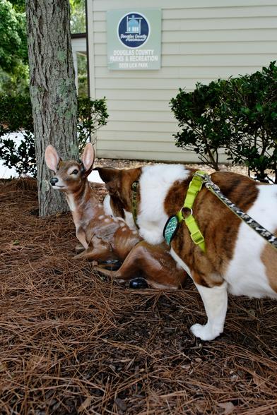 A white and brown dog looking suspiciously at a fake deer