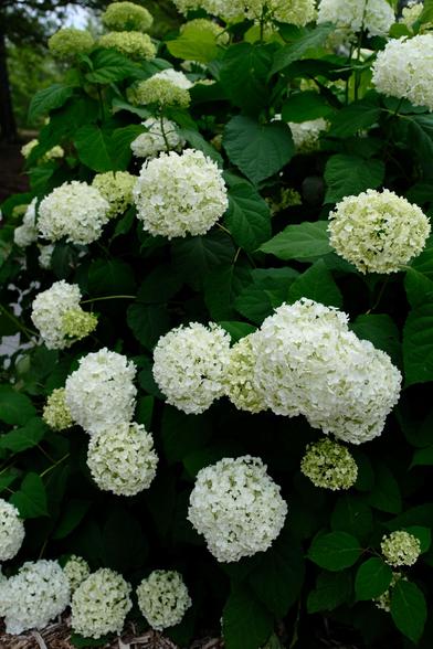 A bush full of white snowball hydrangea blossoms