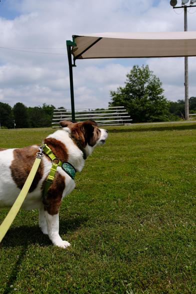 A white and brown dog standing on the filed in a park, looking up toward a canope at top right on a bright sunny afternoon